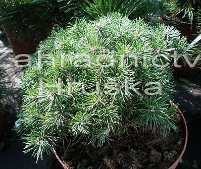 Borovice - Pinus uncinata 'Hana'