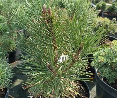 Borovice - Pinus leucodermis 'Kalouš'