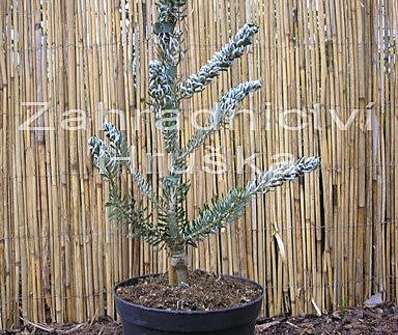 jedle - Abies koreana 'Silberlocke'.