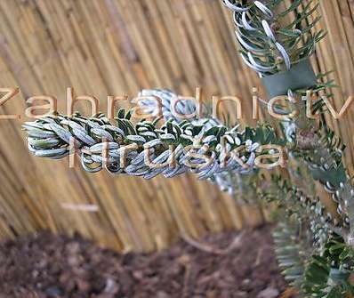 jedle - Abies koreana 'Silberlocke'.