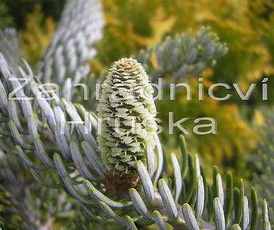 jedle - Abies koreana 'Silberlocke'.