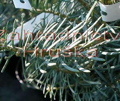 jedle - Abies concolor 'Archers Dwarf'..