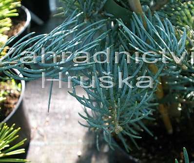 jedle - Abies concolor 'Archers Dwarf'..