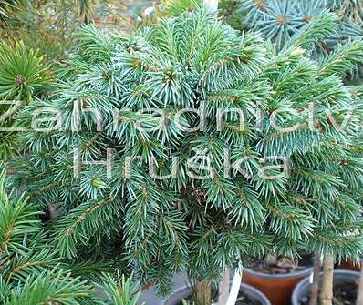 smrk - Picea omorika 'Kuschel'