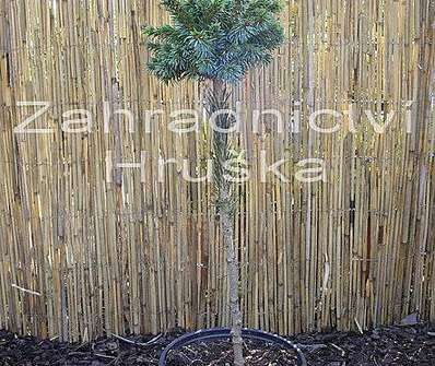 smrk - Picea omorika 'Kuschel'