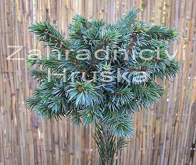 smrk - Picea omorika 'Kuschel'