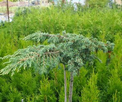 jalovec - Juniperus communis 'Green Carpet'