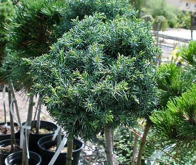 jalovec - Juniperus communis 'Berkshir ' KM