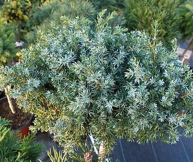 jalovec - Juniperus communis 'Berkshir ' KM
