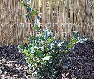 cesmína - Ilex meserveae 'Blue Prince'