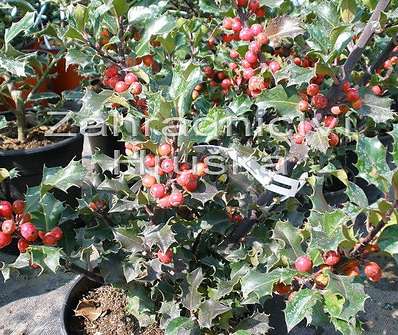 cesmína - Ilex meserveae 'Blue Prince'