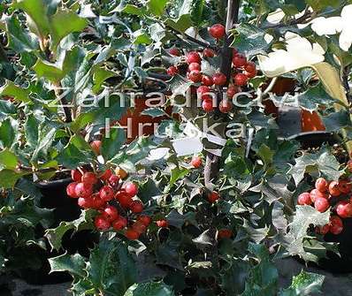 cesmína - Ilex meserveae 'Blue Prince'