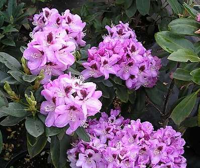 Rhododendron 'Lugano'