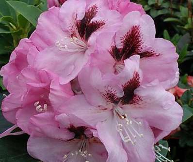 Rhododendron 'Lugano'