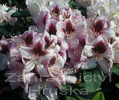 Rhododendron 'Lugano'