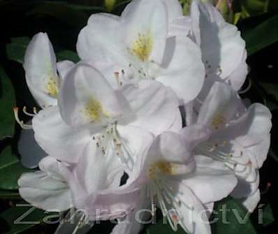 Rhododendron 'Gomer Waterer'