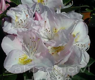 Rhododendron 'Gomer Waterer'