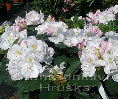 Rhododendron 'Gomer Waterer'