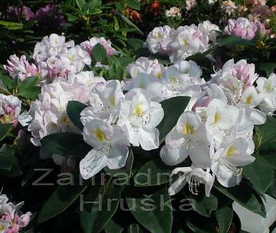 Rhododendron 'Gomer Waterer'