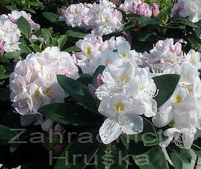 Rhododendron 'Gomer Waterer'