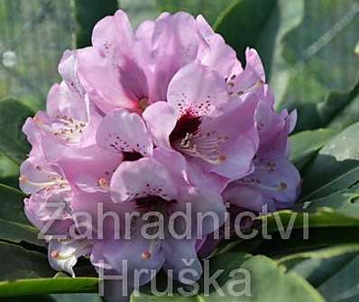 Rhododendron 'Dominik'