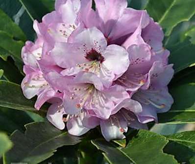 Rhododendron 'Dominik'