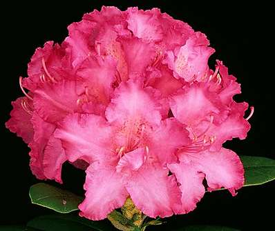 Rhododendron 'Catharine van Tol'