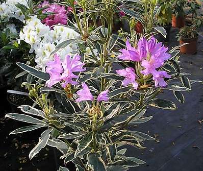 Rhododendron 'Variegatum'