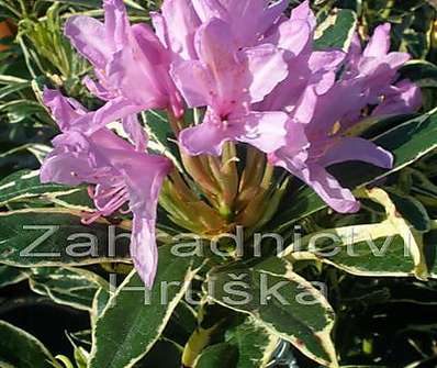 Rhododendron 'Variegatum'