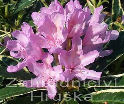 Rhododendron 'Variegatum'