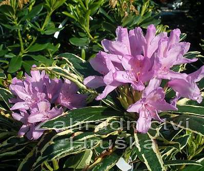 Rhododendron 'Variegatum'