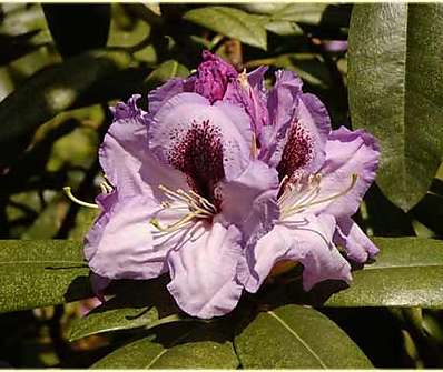 Rhododendron 'A. Bedfordk'
