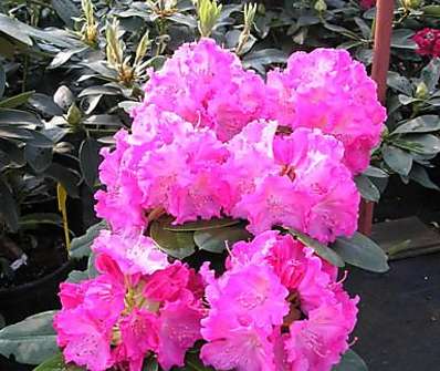 Rhododendron 'Germania'