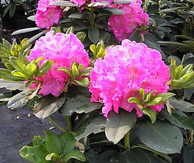 Rhododendron 'Germania'