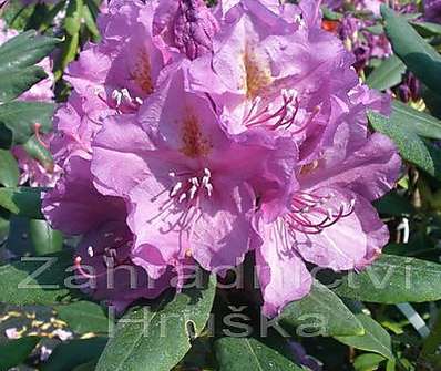 Rhododendron 'Lees Dark Purple'