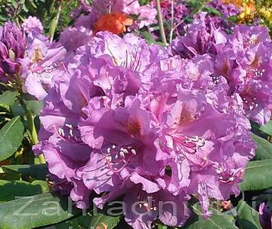 Rhododendron 'Lees Dark Purple'