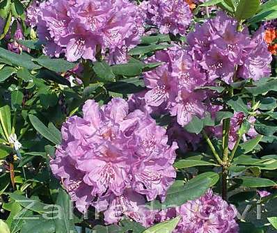 Rhododendron 'Lees Dark Purple'