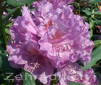 Rhododendron 'Lees Dark Purple'