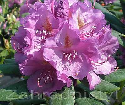 Rhododendron 'Lees Dark Purple'
