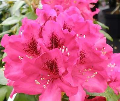 Rhododendron 'Nova Zembla'