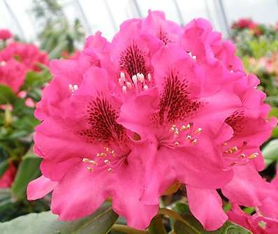 Rhododendron 'Nova Zembla'