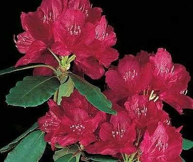 Rhododendron 'Hachmanns´ Feuerschein'