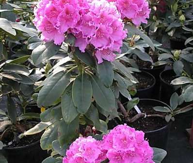 Rhododendron 'Claudine'