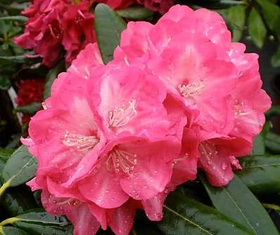 Rhododendron 'Daniela'