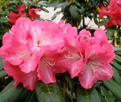 Rhododendron 'Daniela'