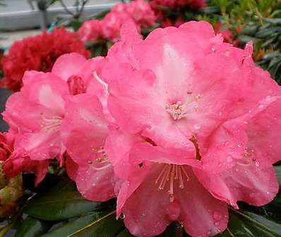 Rhododendron 'Daniela'