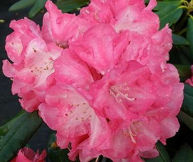 Rhododendron 'Daniela'