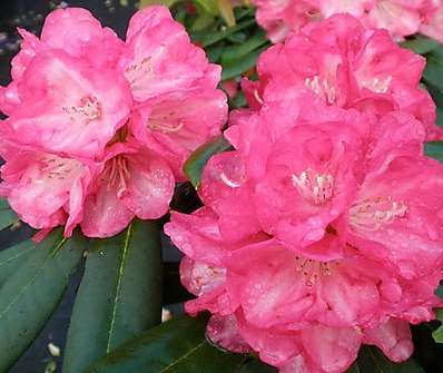 Rhododendron 'Daniela'