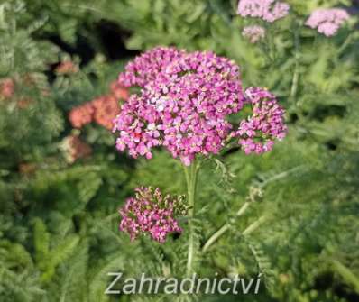 Achillea millefolium Kirchkonigin