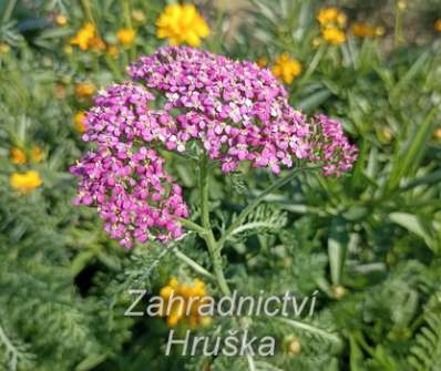 Achillea millefolium Kirchkonigin